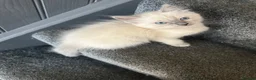 Ragdoll cats for sale: 2 beautiful blue point ragdolls kitten left  - Advert 8