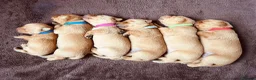 Labrador Retriever dogs for sale: Fox Red Labrador Puppies - Advert 9