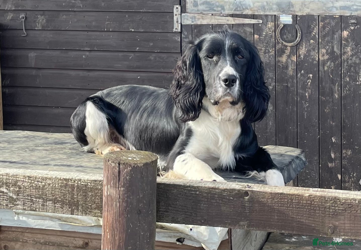 English Springer Spaniel dogs stunning black and white Springer for stud in Tewkesbury - Advert 7