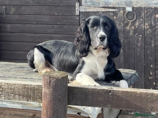 English Springer Spaniel dogs in Tewkesbury - Advert 16