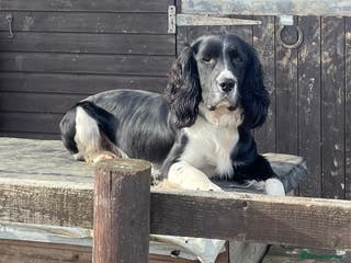 English Springer Spaniel dogs stunning black and white Springer for stud in Tewkesbury - Advert 12