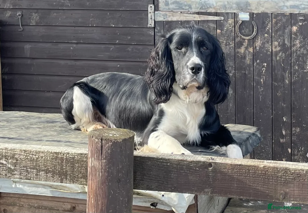 English Springer Spaniel dogs for stud: stunning black and white Springer for stud in Tewkesbury - Advert 1