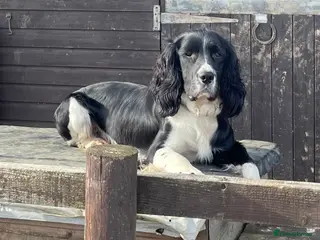 English Springer Spaniel dogs stunning black and white Springer for stud in Tewkesbury - Advert 13
