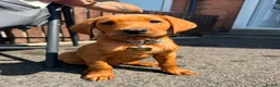 Labrador Retriever dogs for sale: Red fox Labrador  - Advert 3