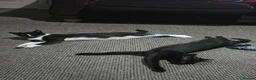 Mixed Breed cats for sale: 2 x female cats (sisters from same litter) in Nuneaton - Advert 4
