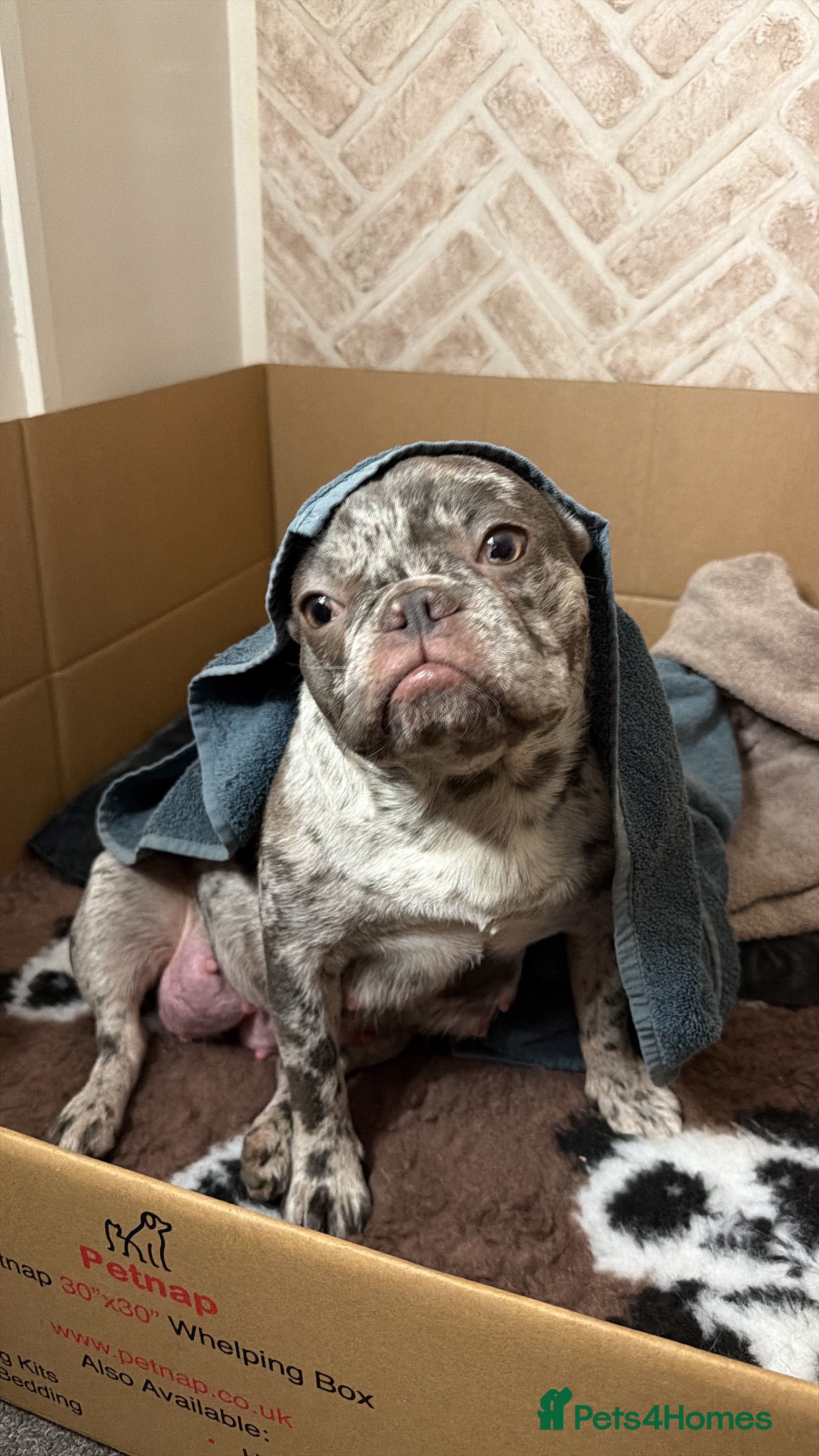 French Bulldog dogs Dwkc registered french bull dog puppies - Advert 1