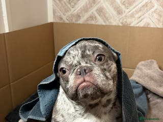 French Bulldog dogs Dwkc registered french bull dog puppies - Advert 1