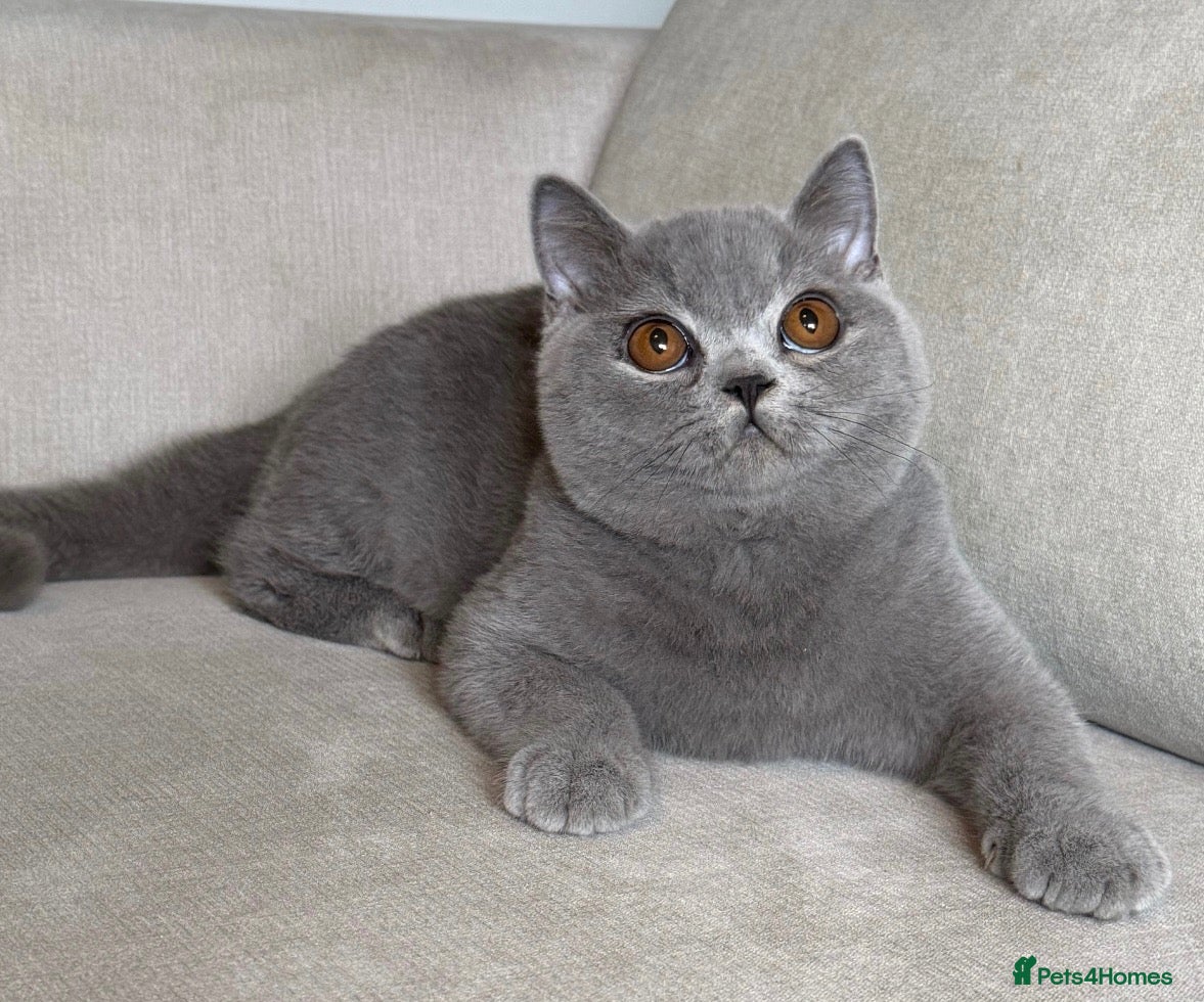 British Shorthair cats Beautiful boy  - Advert 2
