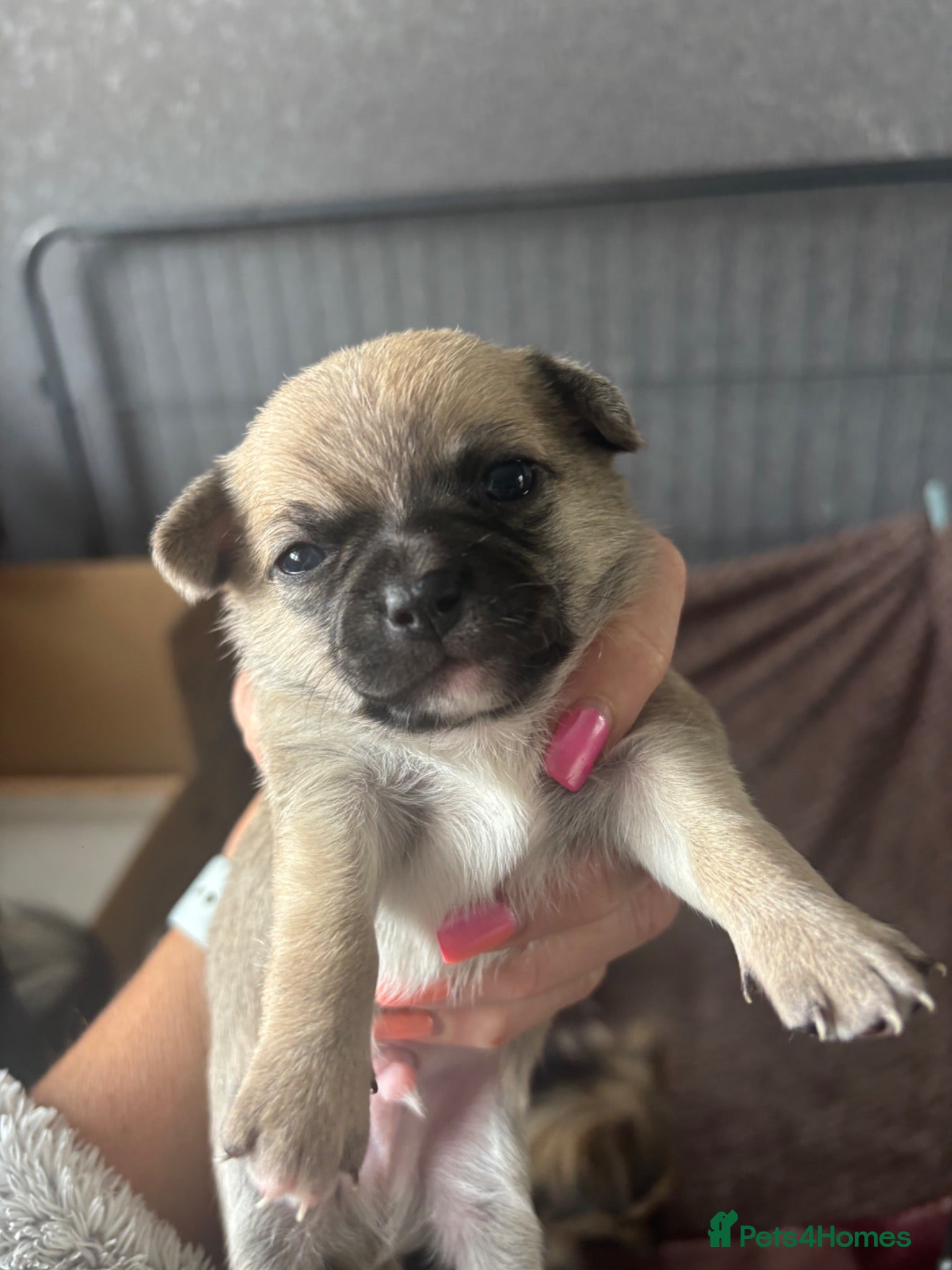 Chihuahua dogs Stunning chihuahua puppies - Advert 5