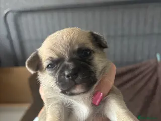 Chihuahua dogs Stunning chihuahua puppies - Advert 5