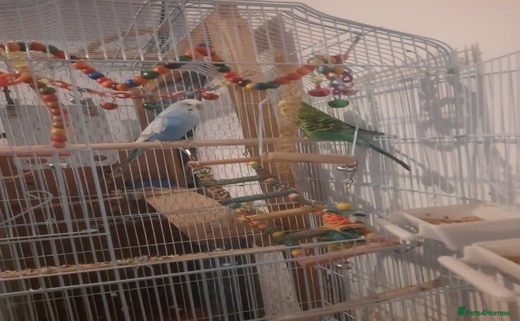 Budgerigars birds - Advert 1