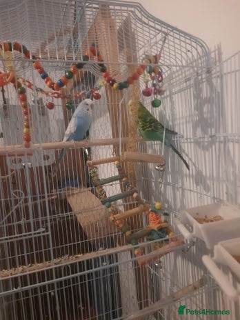 Budgerigars birds - Advert 5