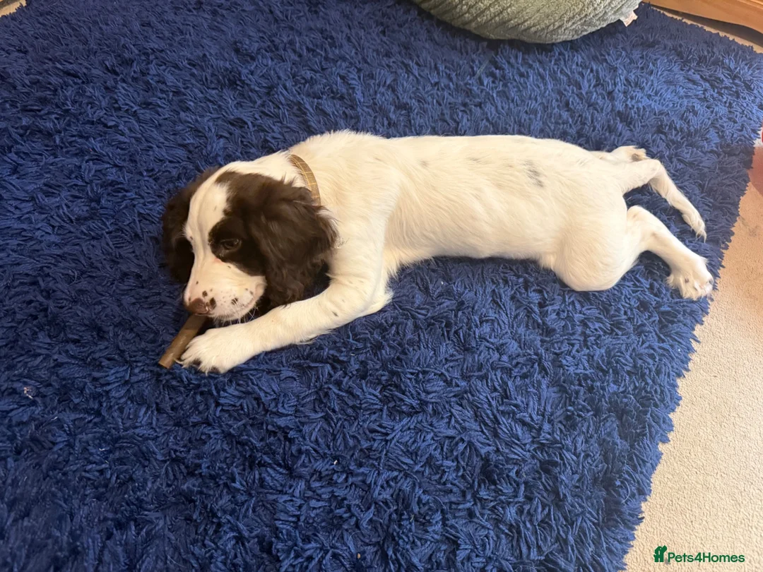 Sprocker dogs for sale: 16 week old male sprocker in Wrexham - Advert 4