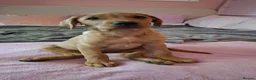 Labrador Retriever dogs for sale: Fox red Lab puppy - Advert 3
