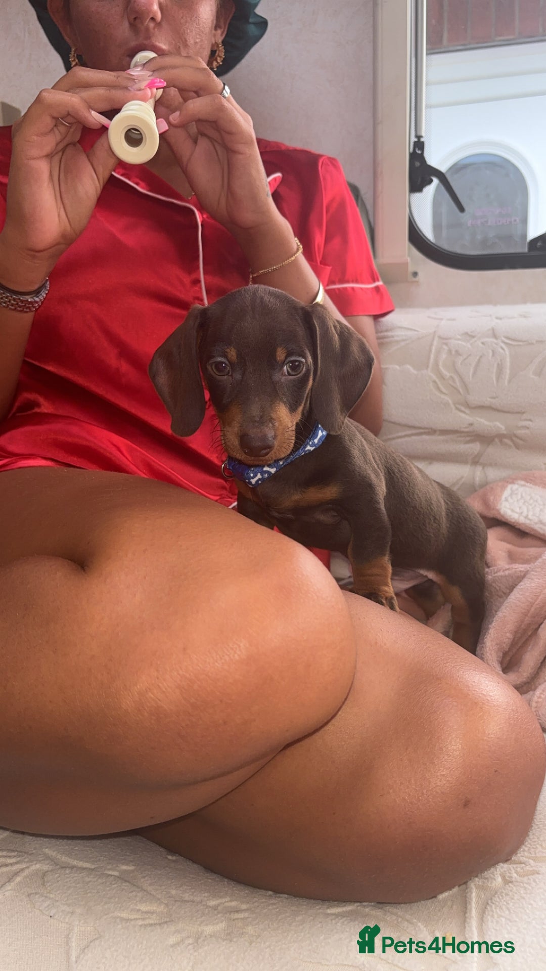 Dachshund dogs for sale: Dachshund pup  - Image 3