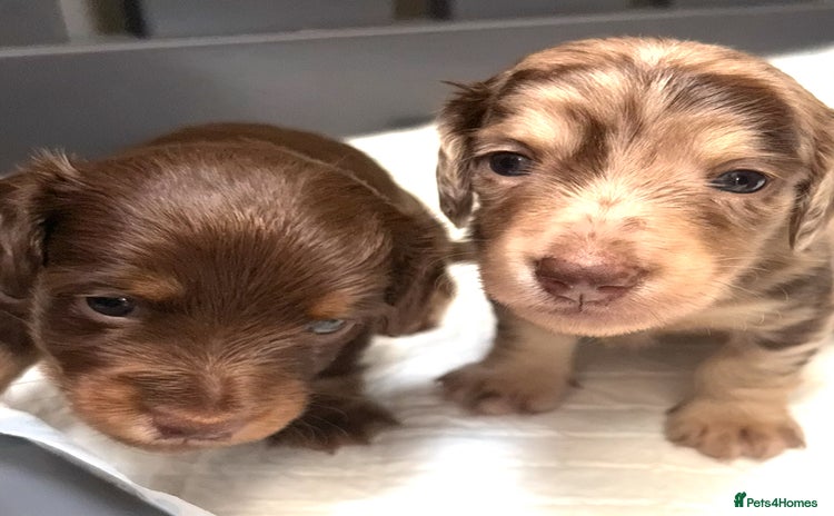 Miniature Dachshund dogs - Advert 3