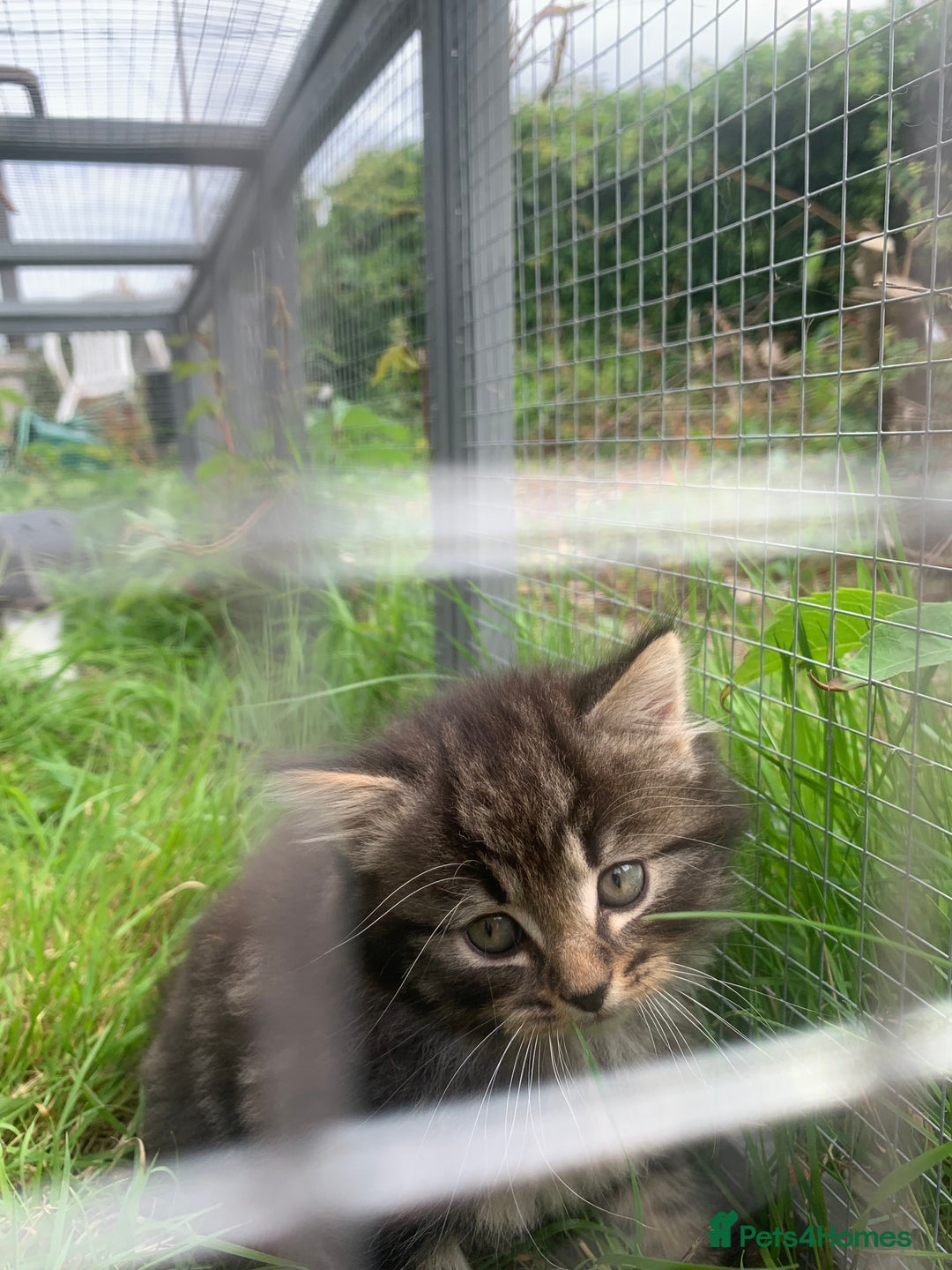 Mixed Breed cats for sale: Maine coon x Tabby kittens  - Image 10