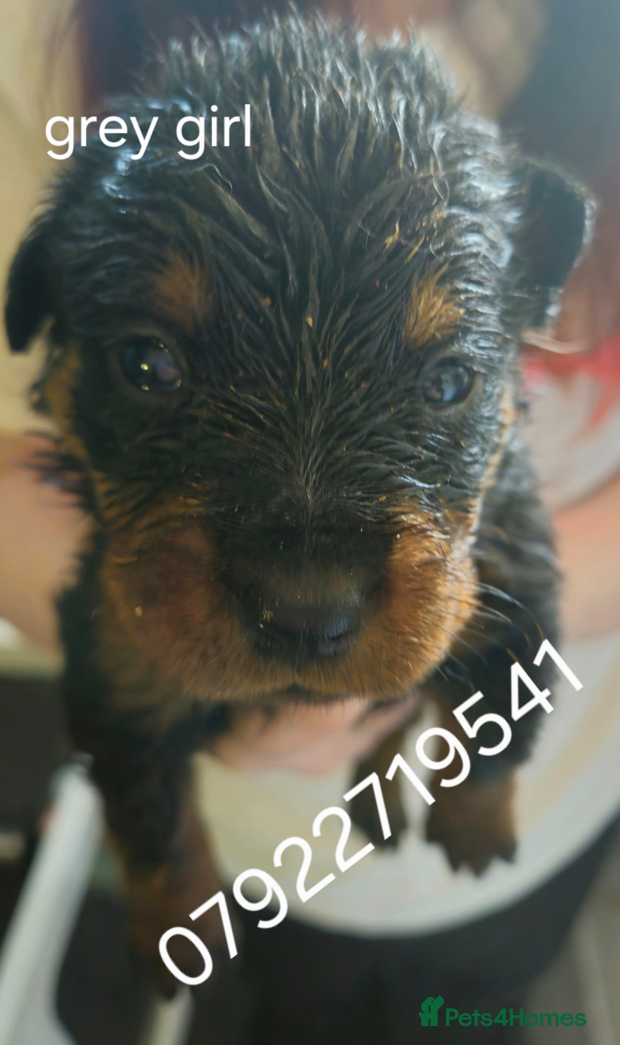 Rottweiler dogs Last female rottweiler pup need forever homes - Advert 2