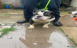 English Bulldog dogs for sale: Winston - Image 5