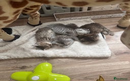 Scottish Fold cats for sale: Adorable Scottish Fold Kittens Ready for New Homes - Image 27