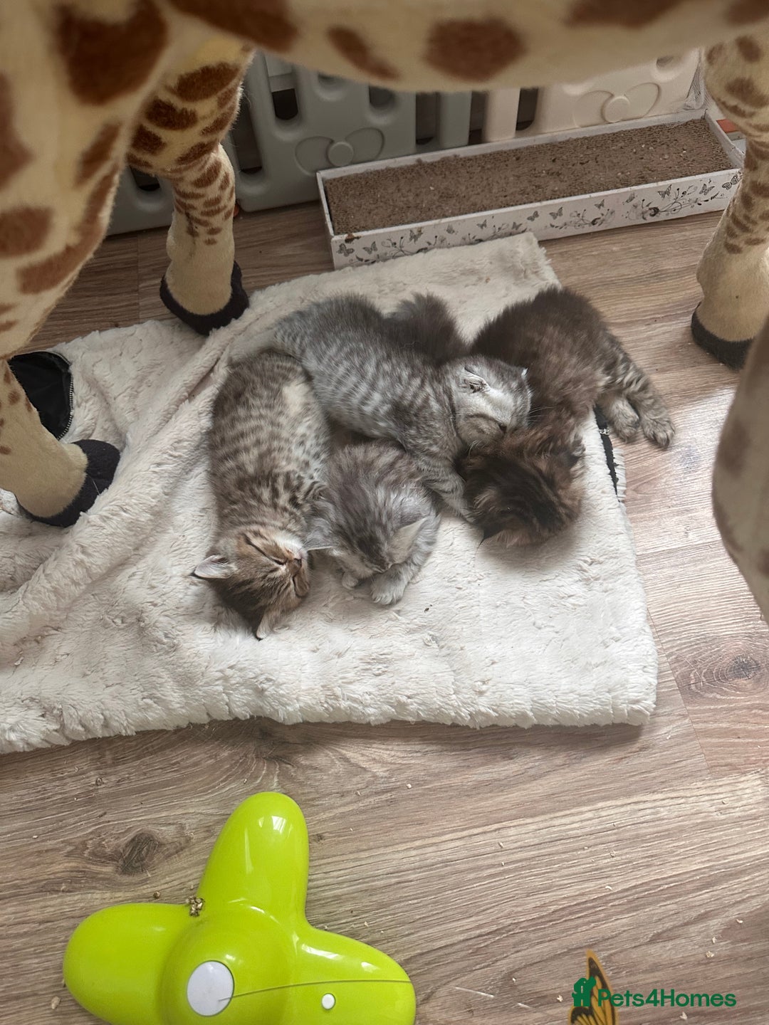 Scottish Fold cats for sale: Adorable Scottish Fold Kittens Ready for New Homes - Image 27