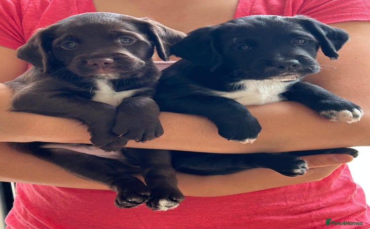 Mixed Breed dogs - Advert 1