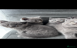 British Shorthair cats for sale: PURE PEDIGREE BSH KITTENS - Image 23