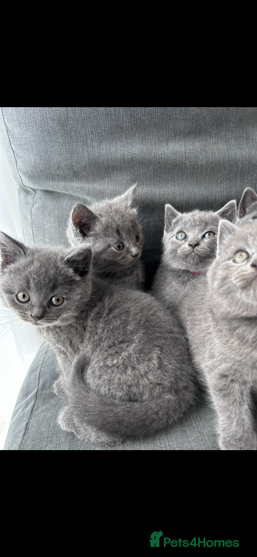 British Shorthair cats for sale: PURE PEDIGREE BSH KITTENS - Image 23