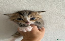 RagaMuffin cats for sale: Beautiful Ragdoll kittens  - Image 18