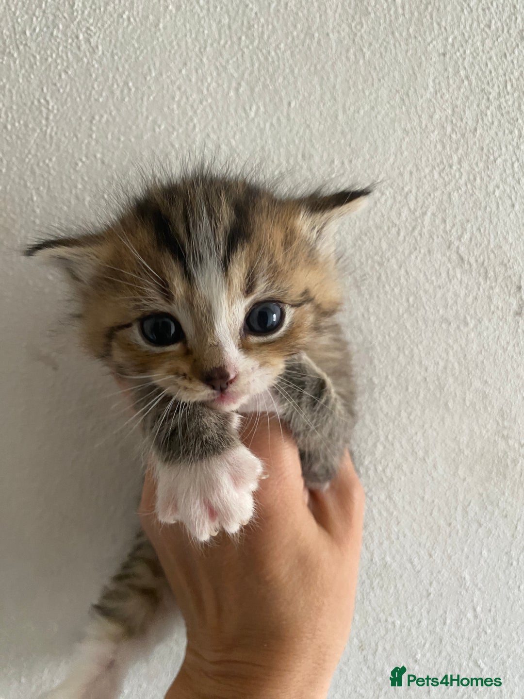 RagaMuffin cats for sale: Beautiful Ragdoll kittens  - Image 18