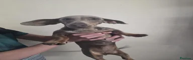 Miniature Dachshund 1