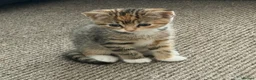 Mixed Breed cats for sale: Beautiful kittens looking for a new home - Advert 26