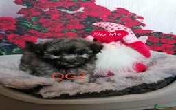 Maltipoo dogs for sale: Stunning  TINY phantom Maltipoos ready now  - Image 6