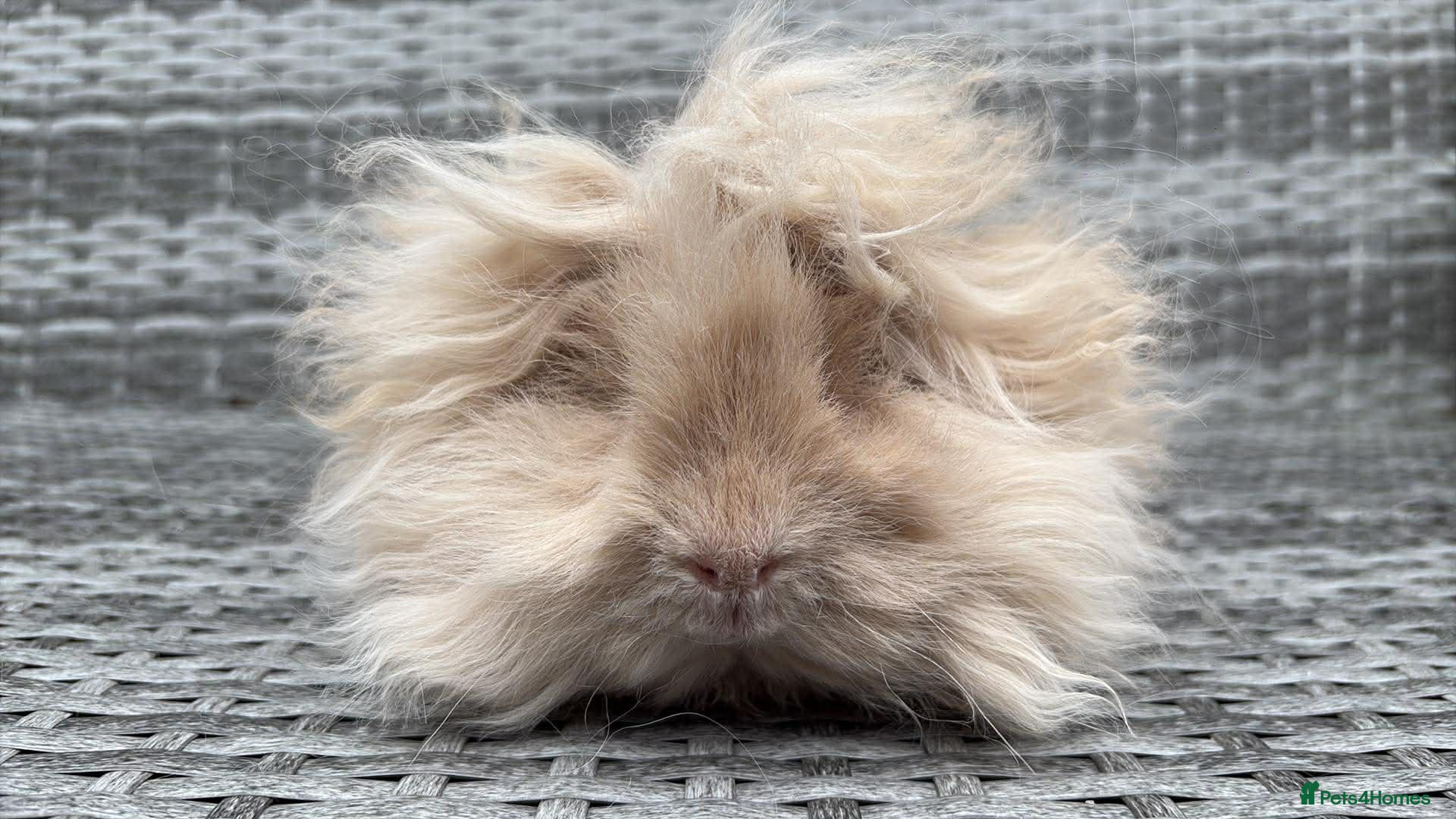 Guinea Pig rodents Purebred Lunkarya - Advert 2