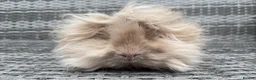 Guinea Pig rodents for sale: Purebred Lunkarya - Advert 18