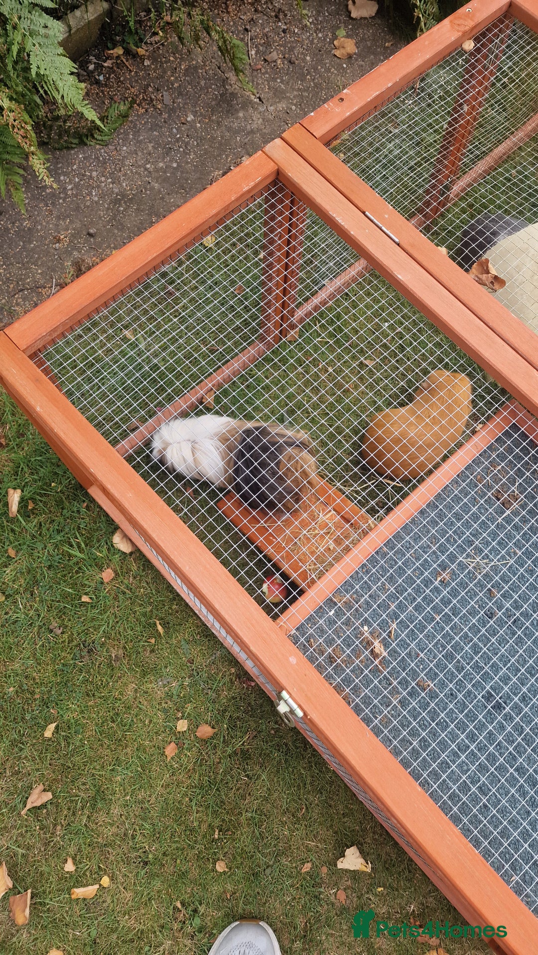 Guinea Pig rodents for sale: Guinea Pig set-up - Image 4