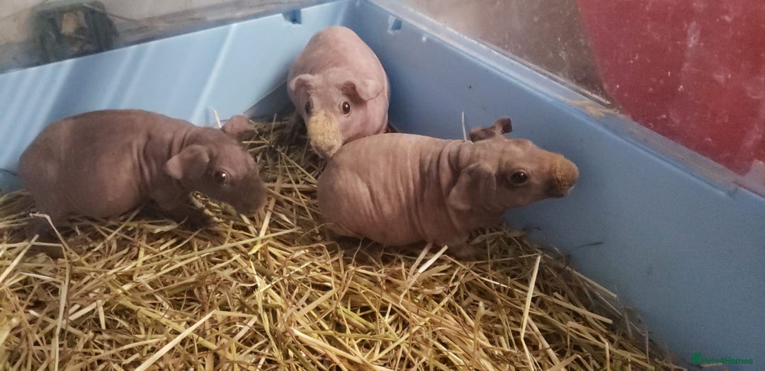 Guinea Pig rodents for sale: Skinny Pig Females/Male available  - Advert 1