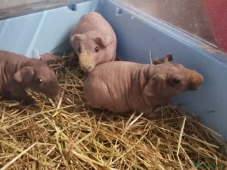 Guinea Pig rodents Skinny Pig Females/Male available - Advert 20