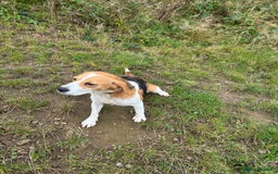 Beagle dogs for sale: Female beagle  - Image 3
