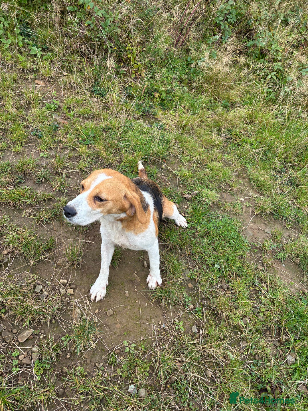 Beagle dogs for sale: Female beagle  - Image 3