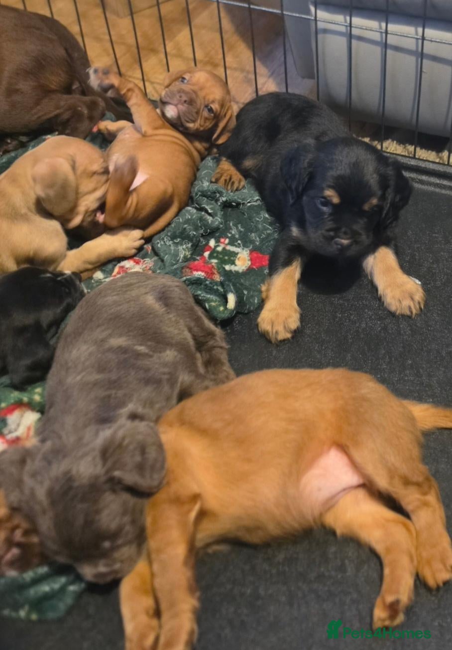 Mixed Breed dogs for sale: READY NOW Cocker Spaniel x Fenchie puppies - Advert 10