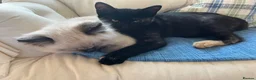 Mixed Breed cats for sale: 4 Gorgeous Ragdoll Cross Kittens - Advert 3