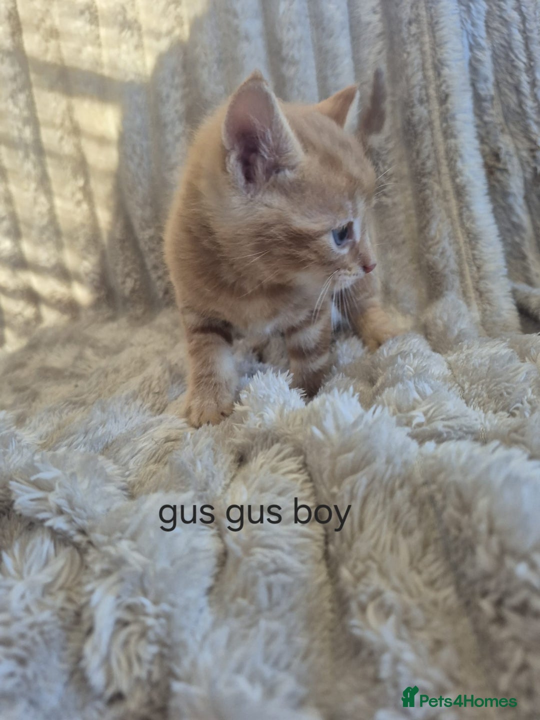 Mixed Breed cats for sale: Unusual litter for sale. 3 LEFT - Advert 6