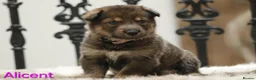Saarloos Wolfdog dogs for sale: Female available - vaccinated and ready to leave - Advert 10