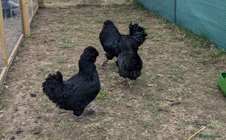 Chickens poultry in Boston - Advert 12