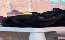Domestic Shorthair cats for sale: Black kittens  - Image 5