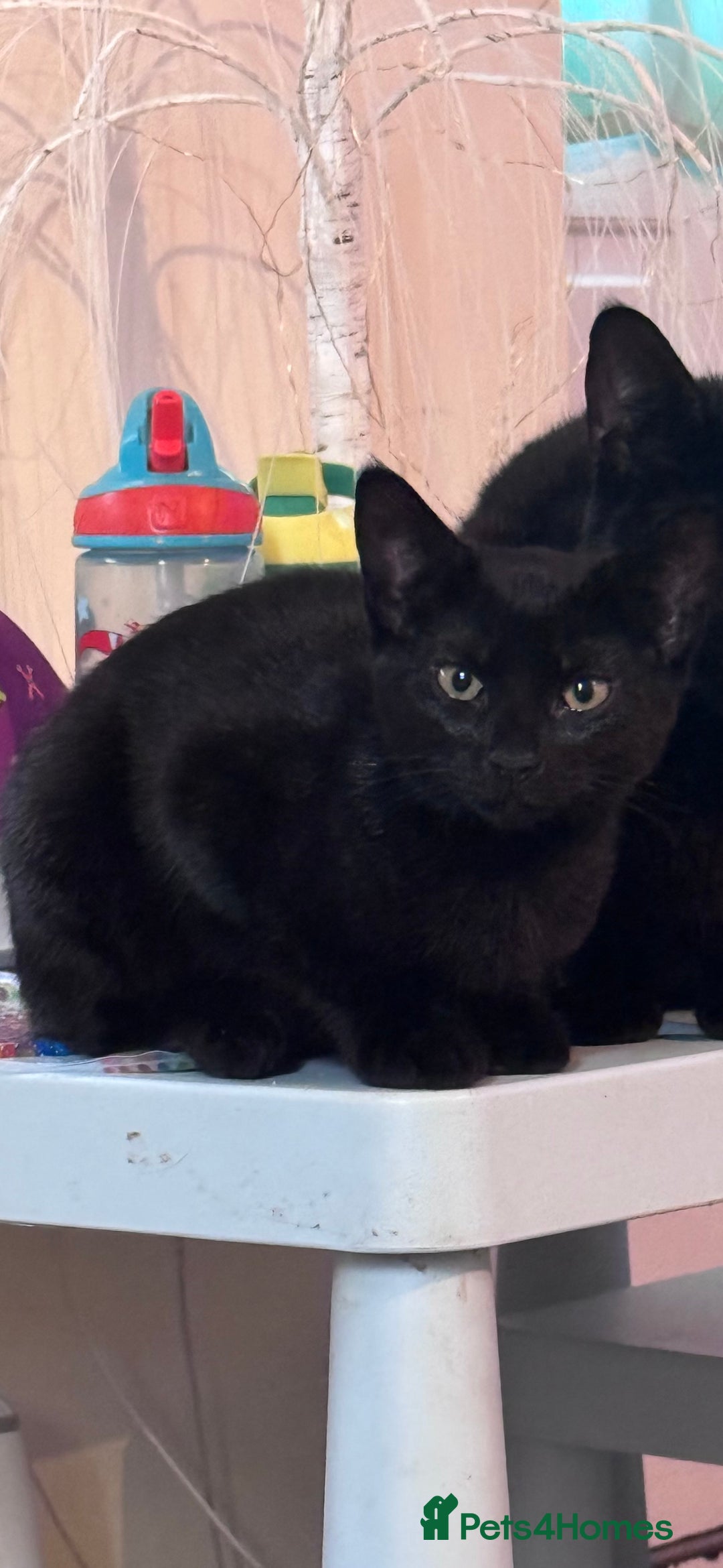Domestic Shorthair cats for sale: Black kittens  - Image 5