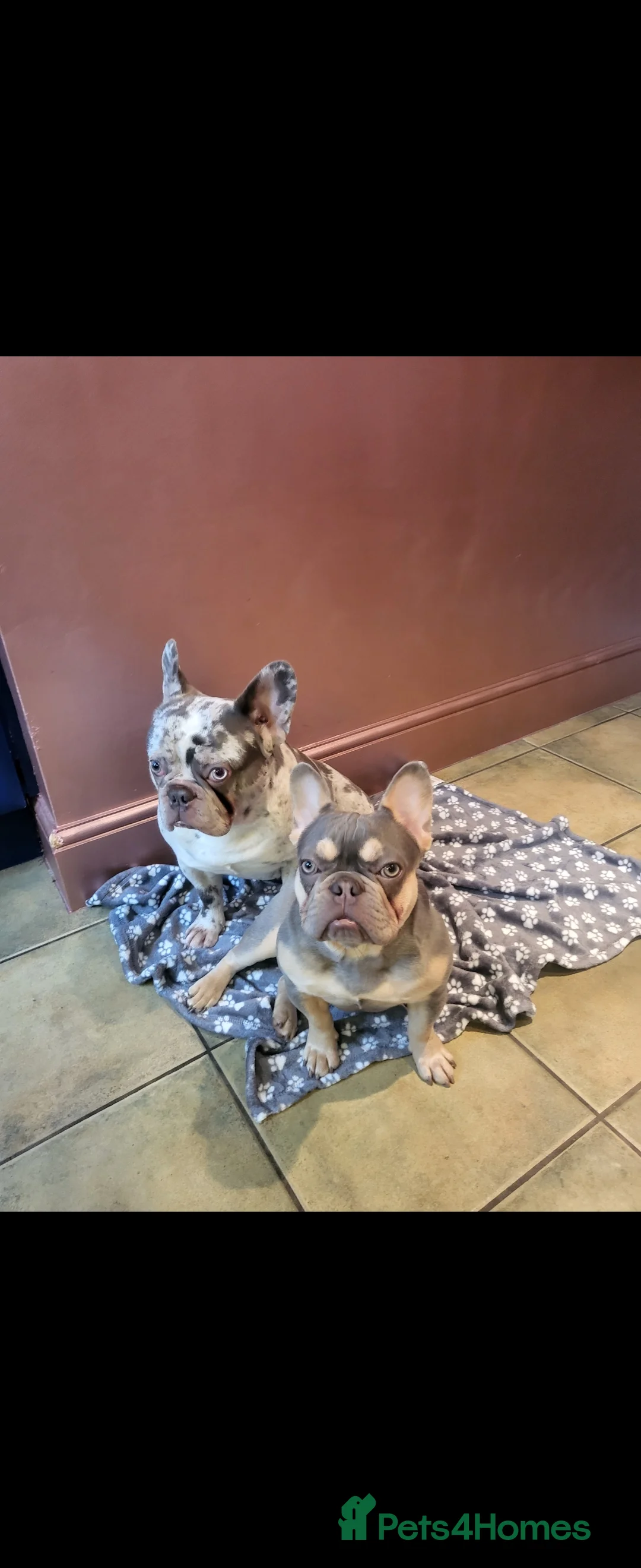 French Bulldog dogs for sale: French Bulldog for sale - Advert 13