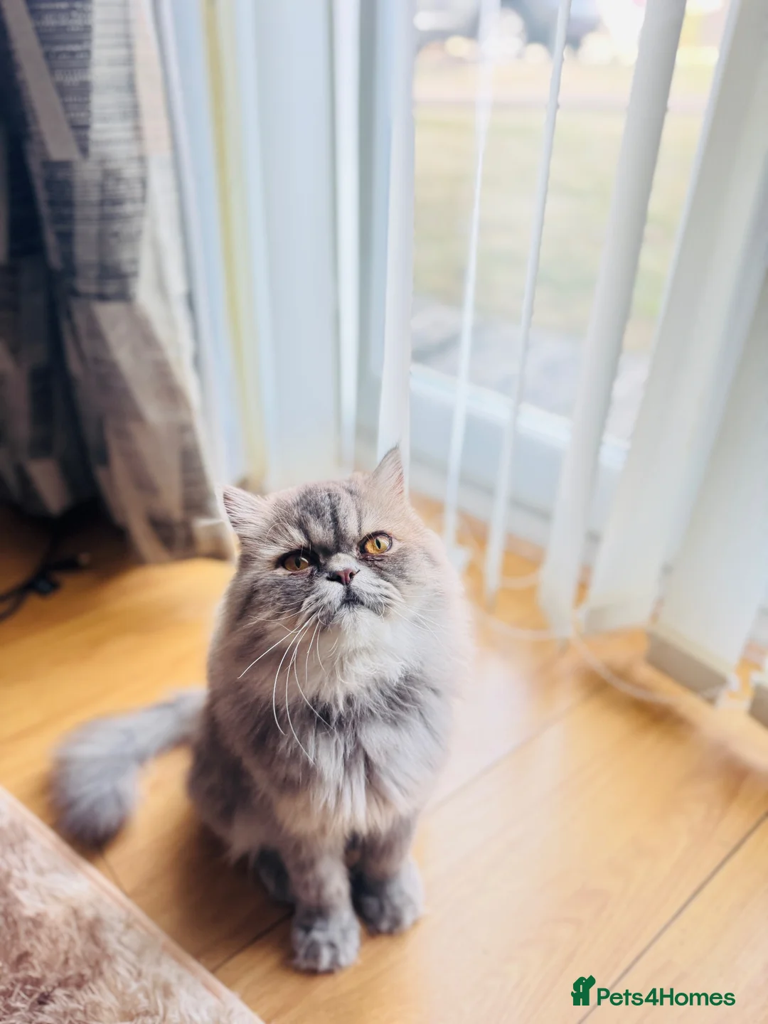 Mixed Breed cats for sale: Beautiful Fluffy Grey Long Haired Cat  in Salford - Advert 1
