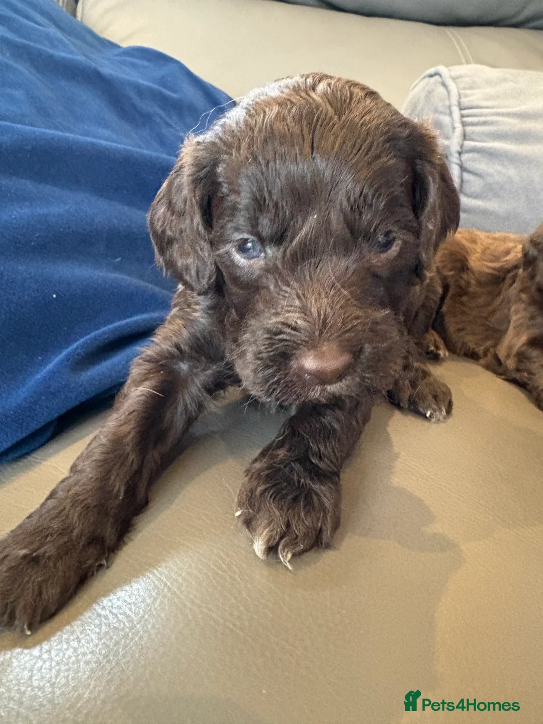 Cockapoo dogs for sale: Most Beautiful litter F1 Cockapoo puppies  - Advert 2
